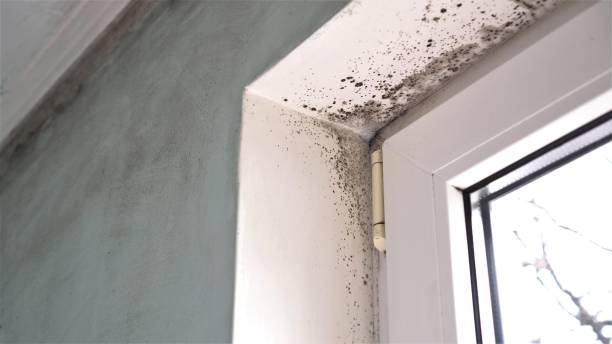 Best Kitchen Mold Remediation in Hettinger, ND